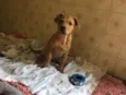Jonas