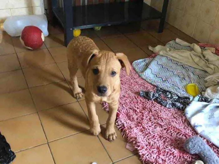 Cachorro ra a SRD idade 2 a 6 meses nome Jonas