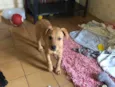 Jonas