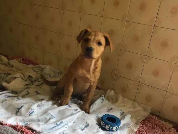Cachorro ra a SRD idade 2 a 6 meses nome Jonas