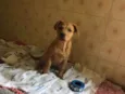Jonas