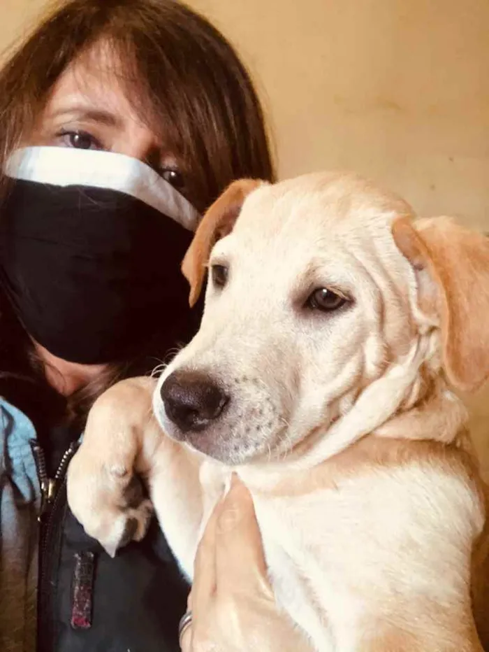 Cachorro ra a SRD idade 2 a 6 meses nome Juninho