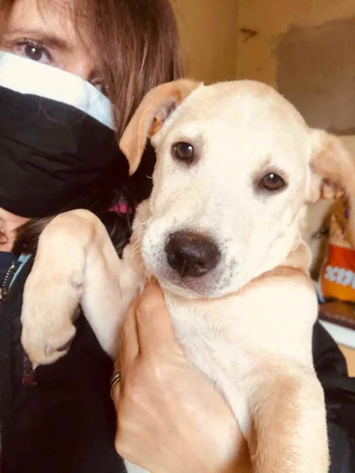Cachorro ra a SRD idade 2 a 6 meses nome Juninho