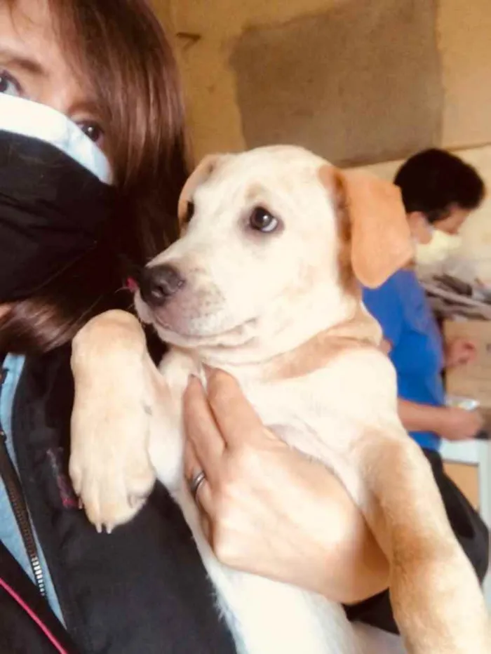 Cachorro ra a SRD idade 2 a 6 meses nome Juninho