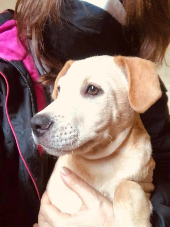 Cachorro ra a SRD idade 2 a 6 meses nome Juninho