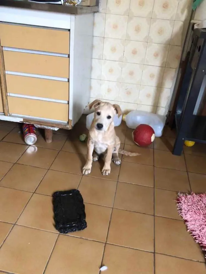 Cachorro ra a SRD idade 2 a 6 meses nome Juninho