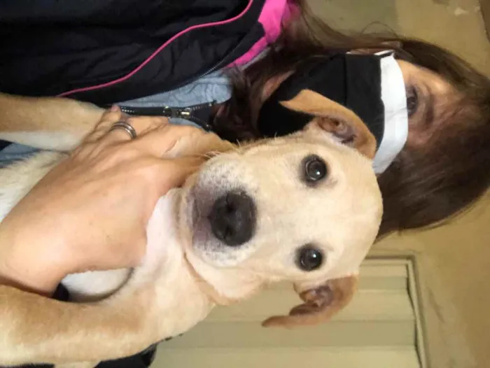 Cachorro ra a SRD idade 2 a 6 meses nome Juninho