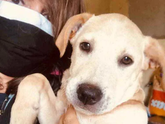Cachorro ra a SRD idade 2 a 6 meses nome Juninho