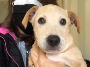 Cachorro raça SRD idade 2 a 6 meses nome Juninho