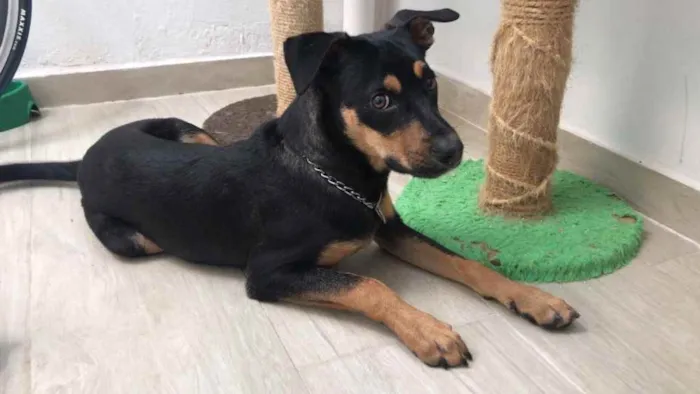Cachorro ra a SRD idade 7 a 11 meses nome Eros