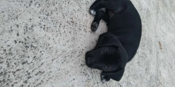 Cachorro raça SRD idade 2 a 6 meses nome Sem nome