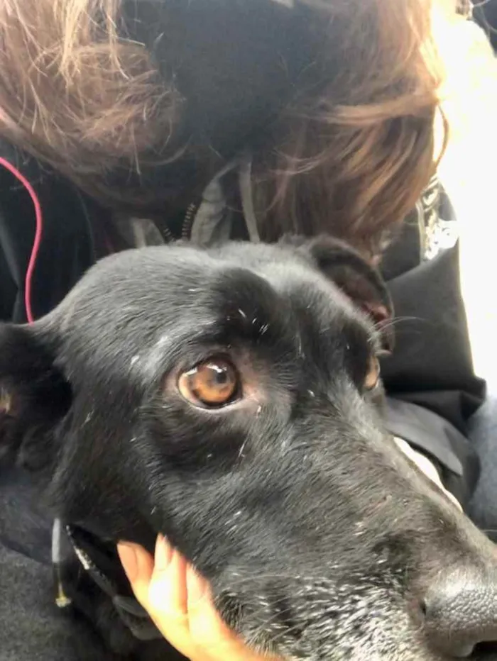 Cachorro ra a SRD idade 3 anos nome Ana Luz