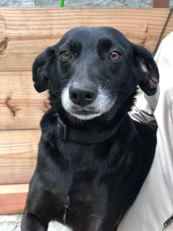 Cachorro ra a SRD idade 3 anos nome Ana Luz