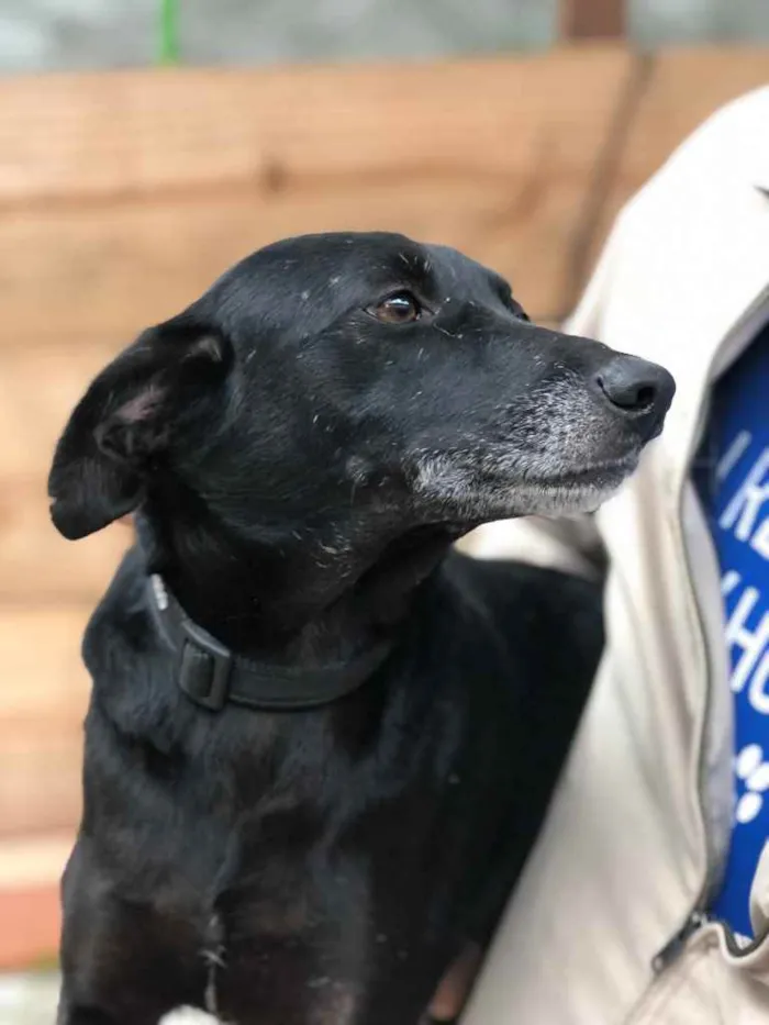 Cachorro ra a SRD idade 3 anos nome Ana Luz