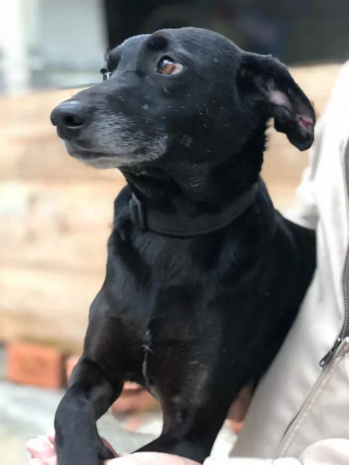 Cachorro ra a SRD idade 3 anos nome Ana Luz