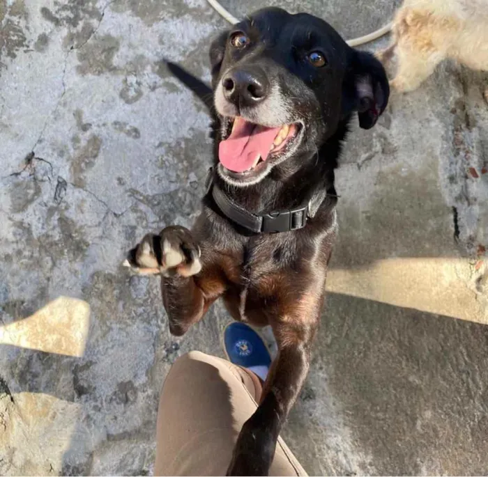 Cachorro ra a SRD idade 3 anos nome Ana Luz