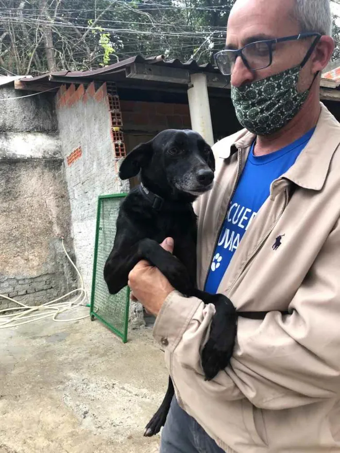 Cachorro ra a SRD idade 3 anos nome Ana Luz