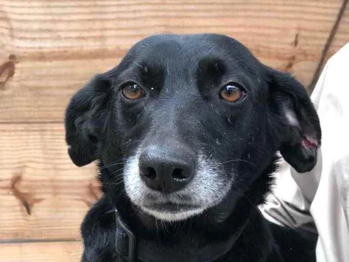 Cachorro ra a SRD idade 3 anos nome Ana Luz
