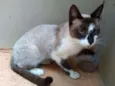 Bombom