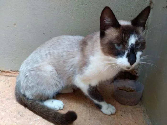 Gato ra a Sem raça idade 7 a 11 meses nome Bombom