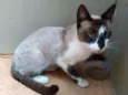 Bombom