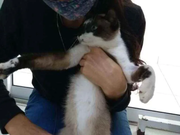 Gato ra a Sem raça idade 7 a 11 meses nome Bombom