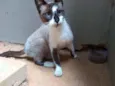 Bombom