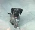 Bambam