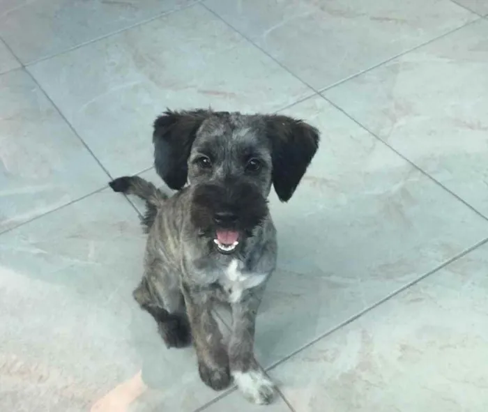 Cachorro ra a Vira-lata  idade 7 a 11 meses nome Bambam