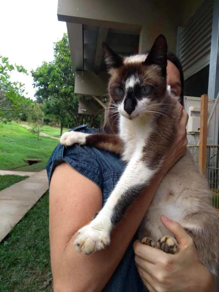 Gato ra a Sem raça idade 7 a 11 meses nome Bombom