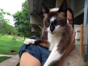Gato raça Sem raça idade 7 a 11 meses nome Bombom