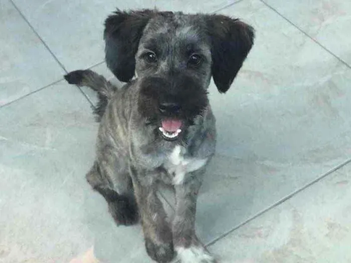Cachorro ra a Vira-lata  idade 7 a 11 meses nome Bambam
