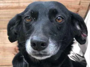 Cachorro raça SRD idade 3 anos nome Ana Luz