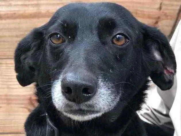 Cachorro ra a SRD idade 3 anos nome Ana Luz
