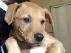 Cachorro raça SRD idade 2 a 6 meses nome Jonas