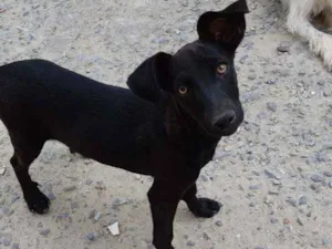 Cachorro raça SRD idade 2 a 6 meses nome Baruk