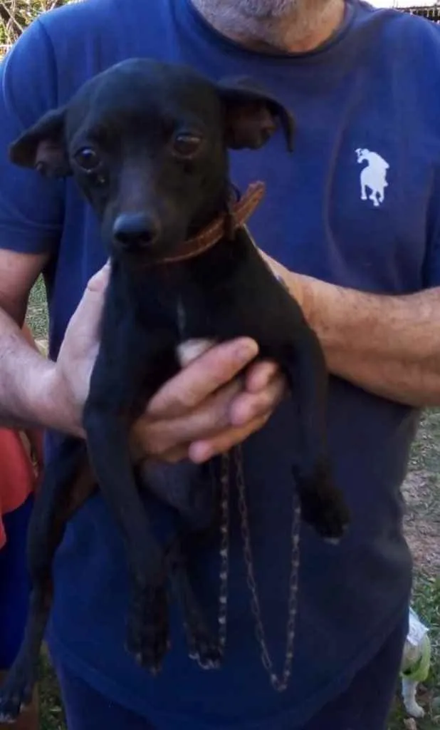 Cachorro ra a SRD idade 2 anos nome Cisco