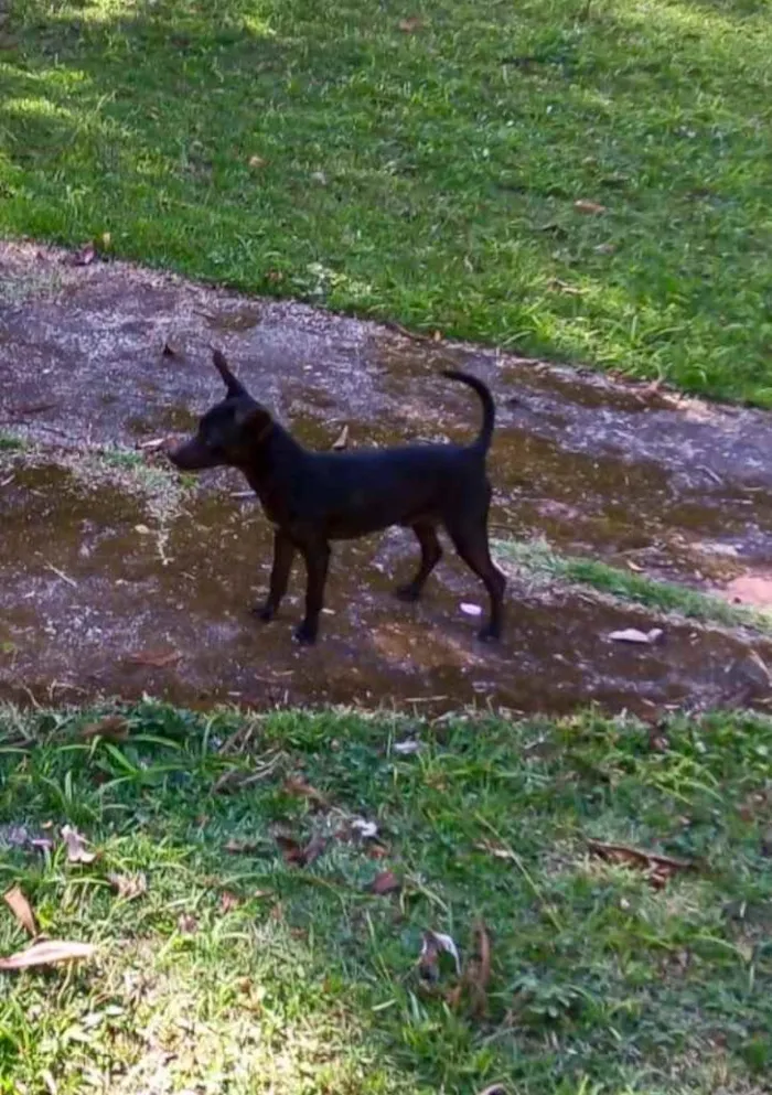 Cachorro ra a SRD idade 2 anos nome Cisco