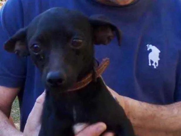 Cachorro ra a SRD idade 2 anos nome Cisco