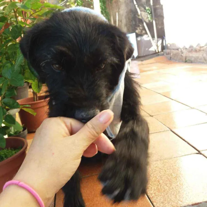 Cachorro ra a Indefinida idade 7 a 11 meses nome Tel