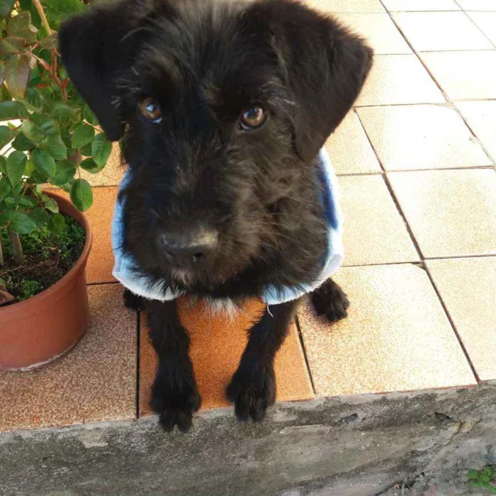 Cachorro ra a Indefinida idade 7 a 11 meses nome Tel