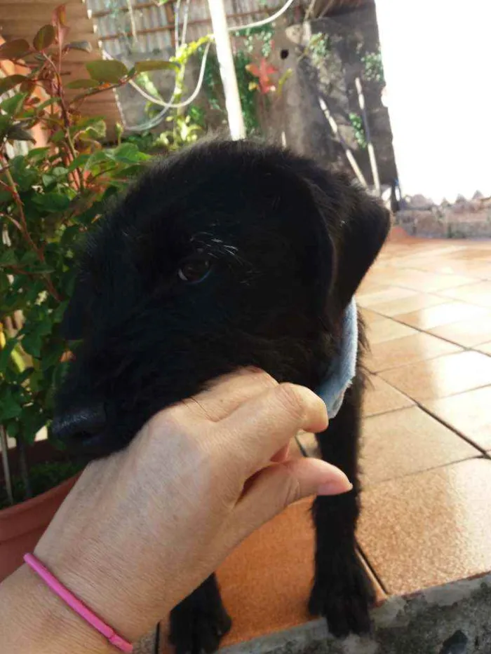 Cachorro ra a Indefinida idade 7 a 11 meses nome Tel