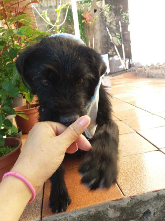 Cachorro ra a Indefinida idade 7 a 11 meses nome Tel