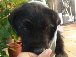 Cachorro raça Indefinida idade 7 a 11 meses nome Tel