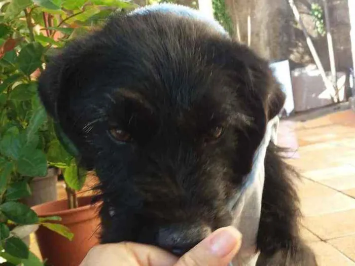 Cachorro ra a Indefinida idade 7 a 11 meses nome Tel