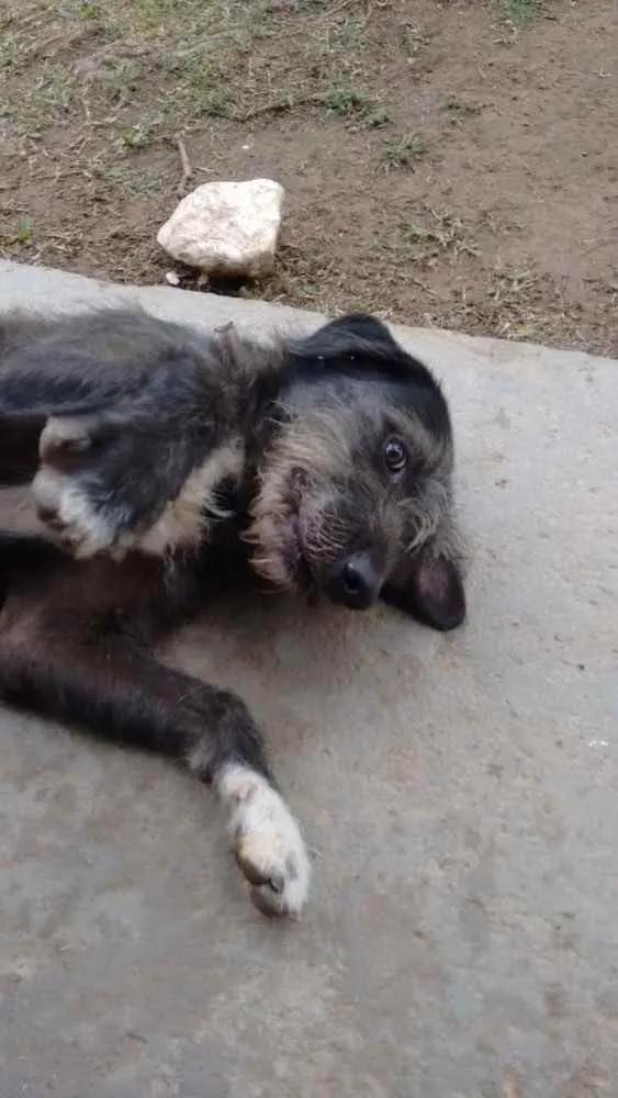 Cachorro ra a vira-lata (parece Schnauzer) idade 1 ano nome Sirius Black