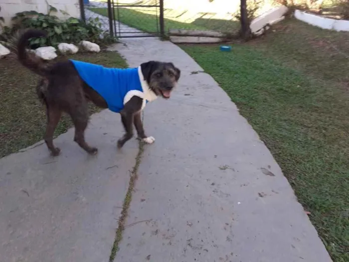 Cachorro ra a vira-lata (parece Schnauzer) idade 1 ano nome Sirius Black