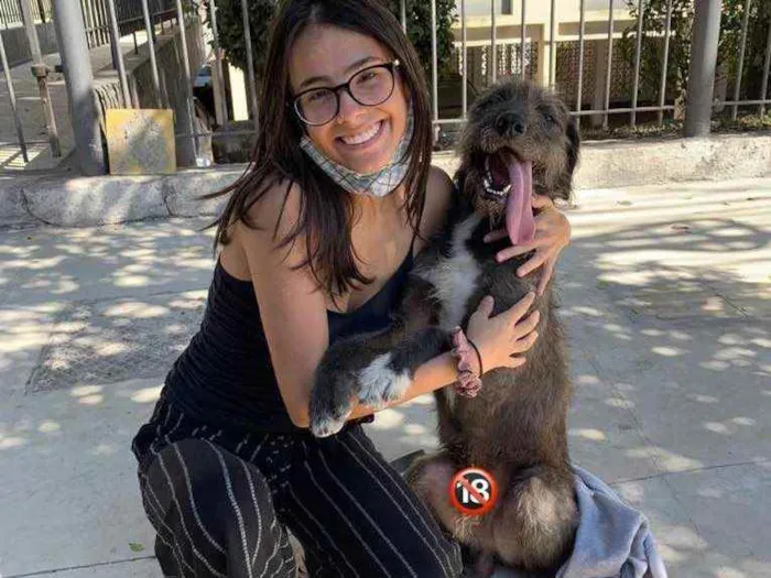 Cachorro ra a vira-lata (parece Schnauzer) idade 1 ano nome Sirius Black