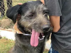 Cachorro raça vira-lata (parece Schnauzer) idade 1 ano nome Sirius Black