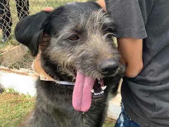 Cachorro ra a vira-lata (parece Schnauzer) idade 1 ano nome Sirius Black